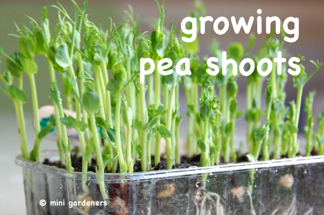 growing pea shoots on a windowsill