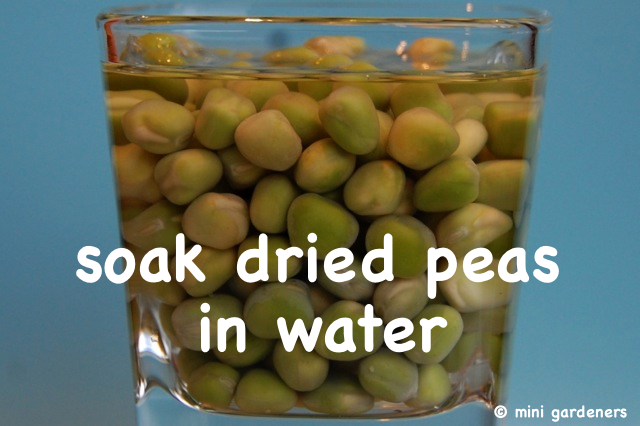 soak dried peas in water before planting