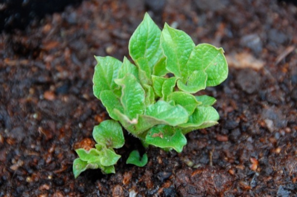 potato plant in a pot for grafting